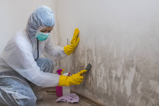 Best Mold Removal Specialists  in Troy, NC