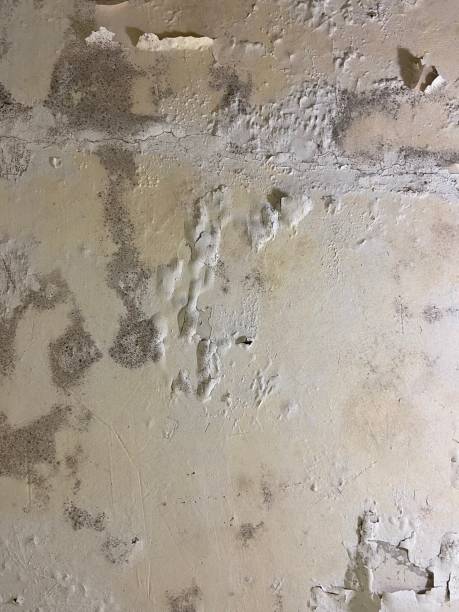 Best Toxic Mold Removal  in Troy, NC